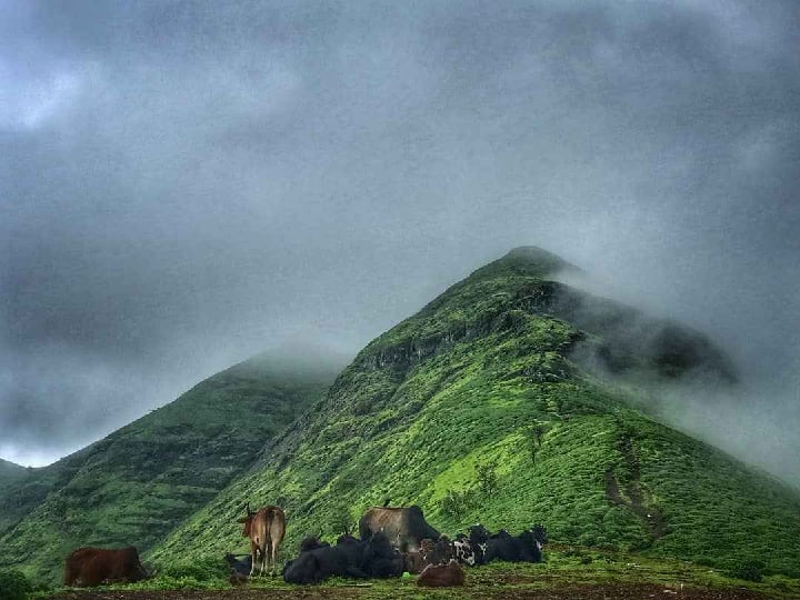 Appointment of task force to save Brahmagiri mountains Forts, forests and mountain ranges will also be conserved ब्रह्मगिरी पर्वत वाचवण्यासाठी टास्क फोर्सची नियुक्ती; गड किल्ले, जंगल डोंगररांगांचंही संवर्धन होणार