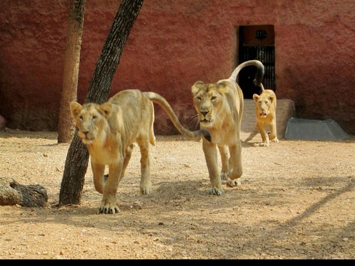 गुजरात के जंगलों में शेरों की संख्या में हो रही है वृद्धि, 8 फीसदी बढ़ने से 700 के पार पहुंचा आंकड़ा
