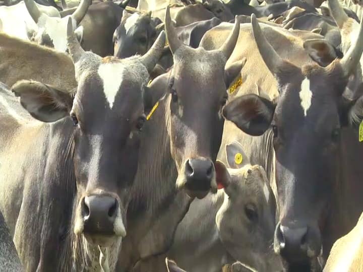 Cow should be declared national animal, given fundamental rights: Allahabad High Court Allahabad HC update: பசுக்களை தேசிய விலங்காக அறிவிக்க வேண்டும்! - அலகாபாத் உயர்நீதிமன்றம் அதிரடி!