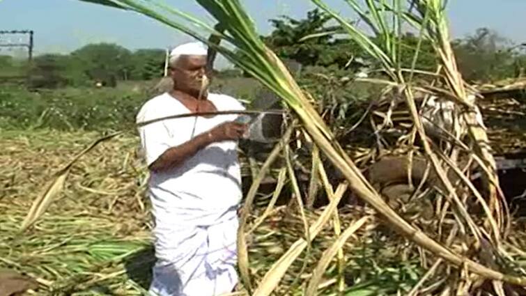 Uttar Pradesh Emerges As Largest Ethanol-Producing State, Additional Payment Of Rs 864 Cr Sent To Sugarcane Farmers Uttar Pradesh Emerges As Largest Ethanol-Producing State, Additional Payment Of Rs 864 Cr Sent To Sugarcane Farmers
