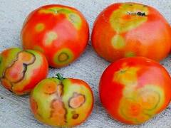 कोरोनानंतर 'प्लॅस्टिक टोमॅटो' व्हायरस हल्ला, शेतकऱ्यांचं कंबरडं मोडलं