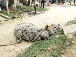 முரண்டு பிடித்த முதலை; கயிற்றில்  கட்டி கன்று குட்டி போல விளையாடும் இளைஞர்கள்!