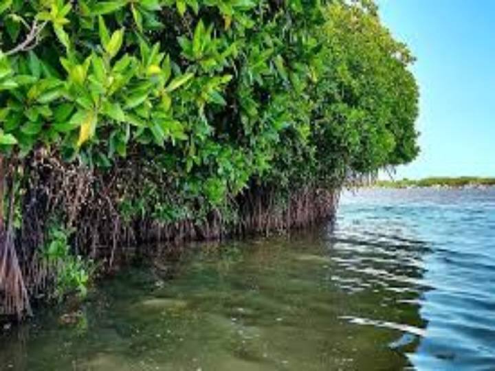 World Environment day Tamil Nadu Climate Change its impacts State Mangrove Forest over உலக சுற்றுச்சூழல் தினம்: தமிழ்நாடு சந்திக்கும் முக்கிய பிரச்சனைகள் என்ன?