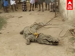 Viral Video: முதலையைக் கட்டிப்போட்டு விளையாடும் மயிலாடுதுறை பாய்ஸ்!