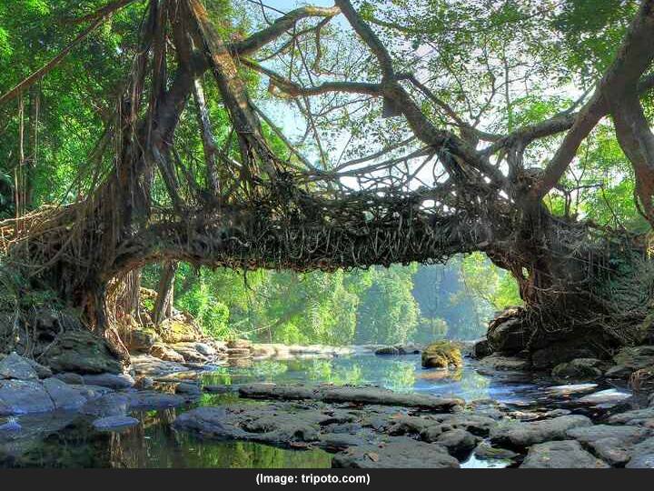 Environment Day Special Living Route Bridge a wonderful discovery of nature in Meghalaya Environment Day Special : लिव्हिंग रुट ब्रिज; मेघालयातील निसर्गाचा अद्भूत आविष्कार