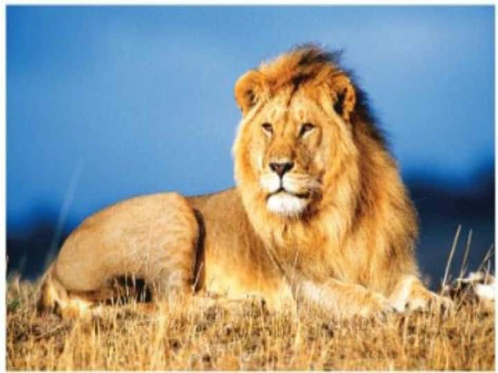How did the Vandalur lions get corona infection? ''சிங்கங்களுக்கு கொரோனா தொற்று ஏற்பட்டது எப்படி?'' - காரணங்களை விளக்கும் சூழலியல் செயற்பாட்டாளர்கள்!