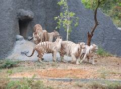 मानव आणि वन्यप्राणी संघर्षाची स्थिती दिवसेंदिवस बिकट! अहवालातील कटू सत्य... 