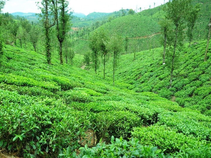 Valparai: Interesting facts and history  travelers should know about Valparai ’வால்பாறை டூர் போறீங்களா?’ - தெரிந்து கொள்ள வேண்டிய சுவாரஸ்யமான தகவல்கள் இதோ..!