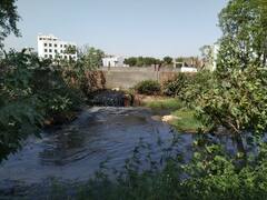 ਅੰਮ੍ਰਿਤਸਰ ਦੇ ਲੋਕਾਂ ਨੂੰ ਦਿੱਤਾ ਜਾ ਰਿਹੈ ਜ਼ਹਿਰ! ਤੁੰਗਢਾਬ ਨਾਲਾ ਬਣਿਆ ਲੱਖਾਂ ਦੀ ਸਿਹਤ ਲਈ ਖਤਰਾ