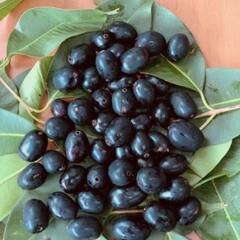 ગરમીની સિઝનમાં ખૂબ ખાઓ જાંબુ, ઓષધીય ગુણોથી છે ભરપૂર, જાણો શું થાય છે ફાયદો