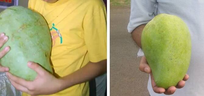 Have You Ever Eaten Noor Jahan Mango Available For Rupees1 000 Know Its Specialty | ભારતમાં મળતી આ એક કેરી માટે 1000 રૂપિયા ચૂકવવા તૈયાર છે લોકો, જાણો શું ખાયિત છે આ 'નૂરજહાં' કેરીની