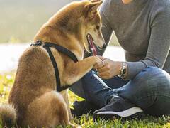 बेजुबान जानवरों का सहारा हैं वाराणसी की रहने वाली स्वाति, लोगों के लिए मिसाल बन गया है इनका काम  