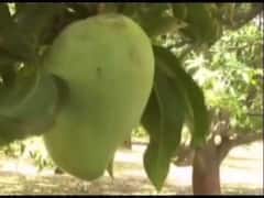 कभी खाया है हजार रुपये में मिलने वाला नूरजहां आम? क्या है इसकी खासियत जानिए