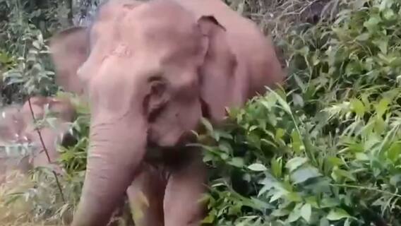 China transfixed as 15 elephants travel 500 kms far from home Yunan