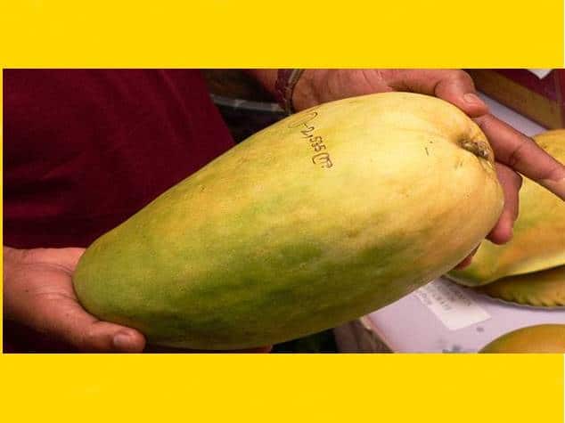 Ever eaten a mango worth Rs. 1,000, One feet tall Indian Mango Noor Jahan