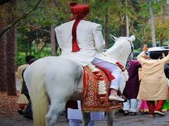 यूपी: ट्विटर पर ट्रेंड हुआ 'घोड़ी चढ़ेगा अलखराम', प्रियंका गांधी को भी दिया न्योता, जानें क्या है माजरा