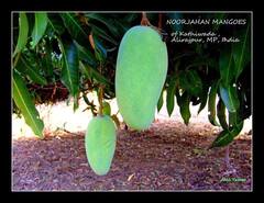 આ છે 1 હજારની એક કેરી, શું છે આ મેંગોની ખાસિયત, આ કારણે થઇ જાય છે પહેલાથી બુકિંગ