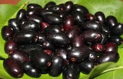 ગરમીની સિઝનમાં ખૂબ ખાઓ જાંબુ, ઓષધીય ગુણોથી છે ભરપૂર, જાણો શું થાય છે ફાયદો