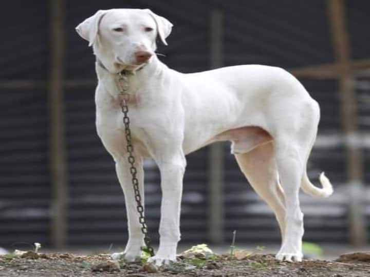Do you know the names of the dogs that swim in the water in the novel Kavalkottam? காவல்கோட்டம் நாவலில் தண்ணீரில் நீந்தி வரும் நாய்களின் பெயர் தெரியுமா உங்களுக்கு ?