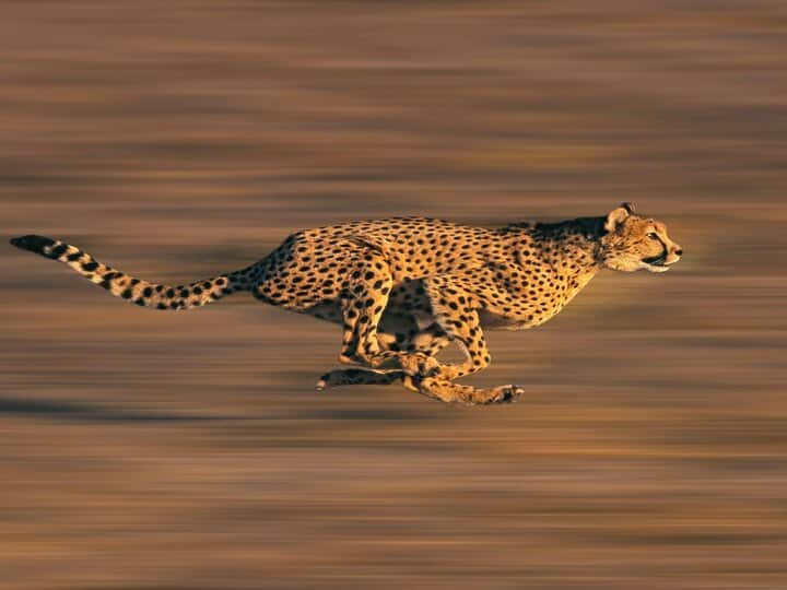 World's fastest running animal 'Cheetah' is returning, Cheetah returning to India after half century दुनिया के सबसे तेज दौड़ने वाले जानवर 'चीते' की हो रही वापसी, सालों बाद भारत लौटेगा