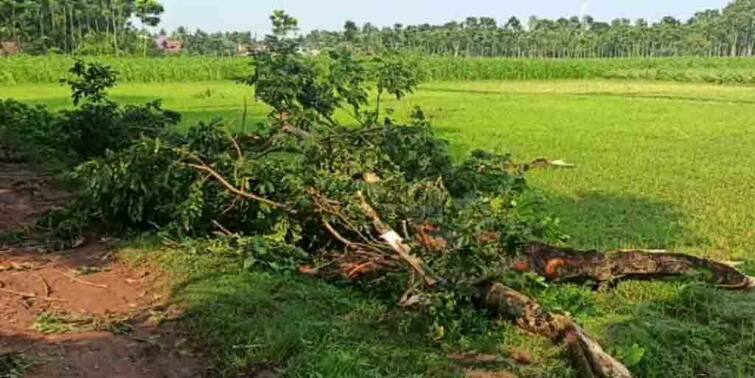 Heavy rainfall with thunderstorm created havoc loss in Gaighata area of North 24 Paraganas North 24 Paraganas: কয়েক ঘণ্টার ঝড়-বৃষ্টিতে লন্ডভন্ড উত্তর ২৪ পরগনার গাইঘাটা