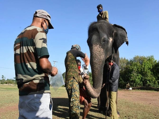 Corona Test For Animals: Tamil Nadu Lions Test Corona Positive Covid Tests  Performed 28 Elephants