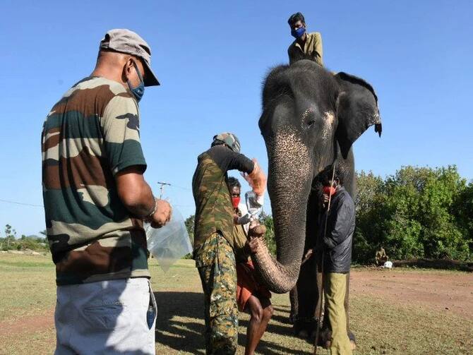 Corona Test For Animals: Tamil Nadu Lions Test Corona Positive Covid Tests Performed 28 Elephants Corona Test For Animals: Tamil Nadu Lions Test Corona Positive Covid Tests Performed 28 Elephants