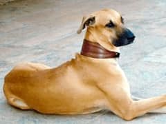 यूपी के आवारा कुत्ते को अमेरिका में मिला घर, दिल को छू लेने वाली कहानी आई सामने