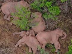 Elephants: ’டேக் டைவர்ஷன், டேக் டைவர்ஷன்னு சொல்லி..’ : சீனாவை அதகளப்படுத்தும் க்யூட் யானைகள்!