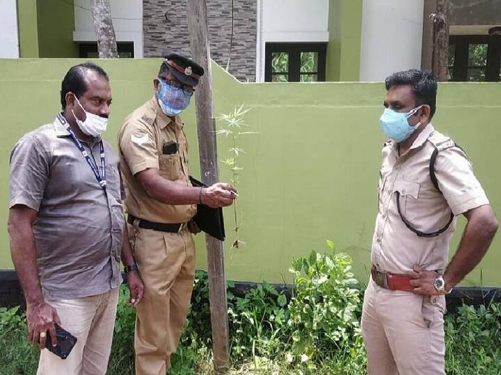Kerala youth plant ganja on World Environment Day ‛எனக்கு இது தான் பிடிக்கும்’ ; சுற்றுச்சூழல் தினத்தில் கஞ்சா நடவு செய்த இளைஞருக்கு வலை வீச்சு!