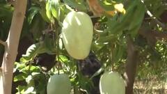 देश के इस हिस्से में मिलता है 4 किलो वजनी आम !