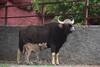 New-Born Male Gaur Calf Named After Tribal Leader 'Komaram Bheem' Dropped By Hyderabad Zoo