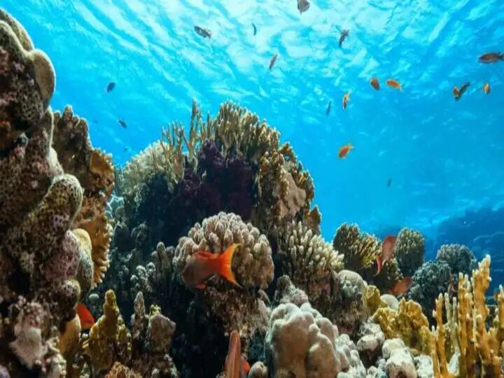 world oceans day 2021: what is its importance of its celebration World Oceans Day 2021: શું છે આનુ મહત્વ અને કેમ મનાવાય છે વિશ્વ મહાસાગર દિવસ, જાણો.......