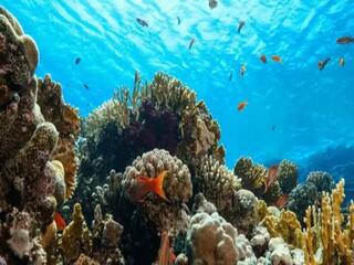 World Oceans Day 2021: શું છે આનુ મહત્વ અને કેમ મનાવાય છે વિશ્વ મહાસાગર દિવસ, જાણો.......
