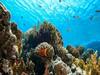 World Oceans Day 2021: શું છે આનુ મહત્વ અને કેમ મનાવાય છે વિશ્વ મહાસાગર દિવસ, જાણો.......