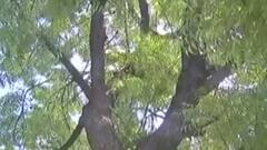 Ahmedabad: પ્રિ-મોન્સૂન કામગીરીના નામે ખર્ચેલા કરોડો રૂપિયા પાણીમાં,ઘટાદાર વૃક્ષોનું ટ્રિમિંગ બાકી