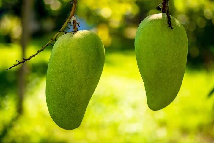 আম শিশুদের চোখ এবং হৃদযন্ত্রের পক্ষেও ভাল। ভিটামিন এ চোখের পক্ষে উপকারী। আমে আছে পটাশিয়াম এবং ম্যাগনেশিয়াম। যা রক্তচাপকে নিয়ন্ত্রণে রাখে।