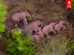 AERIAL VIDEO: வனப்பகுதியில் ஹாயாக படுத்து உறங்கும் யானை கூட்டம்