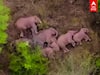 AERIAL VIDEO: வனப்பகுதியில் ஹாயாக படுத்து உறங்கும் யானை கூட்டம்