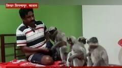 Be Positive | Satara : दररोज 700 माकडांच्या अन्नाची सोय, कावडे कुटुंबामुळे माकडाची उपासमार दूर