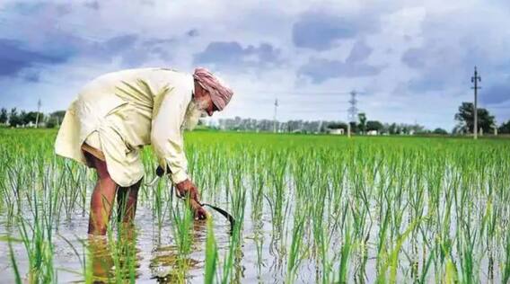 ਕੇਂਦਰ ਨੇ ਝੋਨੇ ਸਣੇ ਕਈ ਖਰੀਫ਼ ਦੀਆਂ ਫਸਲਾਂ 'ਤੇ ਵਧਾਈ MSP