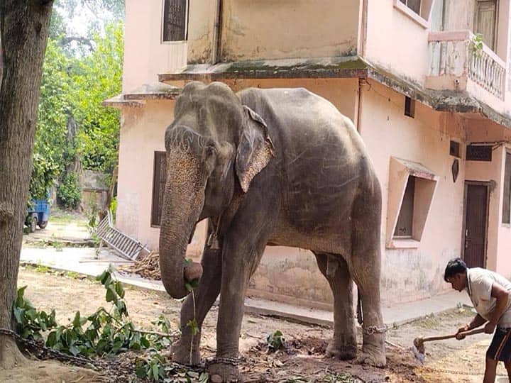 Varanasi Elephant releases soon after allegation of Murder ann जल्द आजाद होगा वाराणसी का मिट्ठू हाथी, हत्या के आरोप में चल रहा है कोर्ट में मुकदमा
