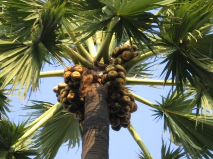 Haunting corona infection accumulated palm jaggery anxious palm workers அச்சுறுத்தும் கொரோனா தொற்று : தேங்கிய கருப்பட்டி, கவலையில் பனை தொழிலாளிகள்..