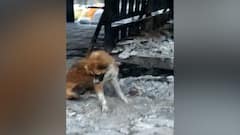 कोरोनाबाधित रुग्णाच्या मृतदेहाचे 'लचके', निगडीतल्या अमरधाम स्मशानभूमीतला प्रकार, पिंपरी चिंचवड