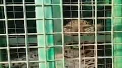 Junagadh:માળીયા હાટીના તાલુકામાં ચાર પગના આતંકને કારણે સ્થાનિકોમાં ફફડાટ, જુઓ વીડિયો