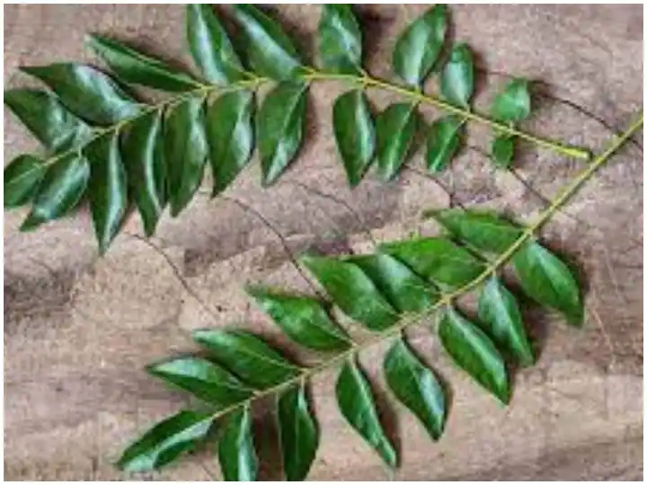 Weight Loss: वजन कम करने के लिए पिएं करी पत्ते का जूस, पाचनतंत्र होगा मजबूत