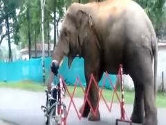 हेलमेट खाने वाले जंगली हाथी का वीडियो हुआ वायरल, आप भी देखिए ये मजेदार वीडियो