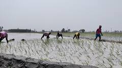 ਪੰਜ ਗੁਣਾ ਪੈਸੇ ਖਰਚ ਕੇ ਝੋਨਾ ਲਾਉਣ ਪੰਜਾਬ ਪਹੁੰਚੇ ਪਰਵਾਸੀ ਮਜ਼ਦੂਰ, ਕਿਸਾਨਾਂ ਨੇ ਭੇਜੇ ਐਡਵਾਂਸ 'ਚ ਪੈਸੇ