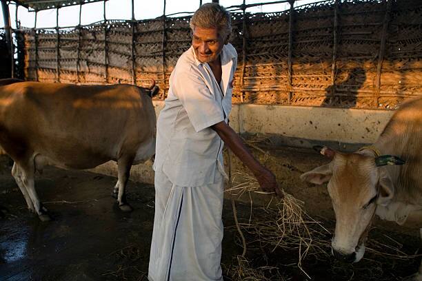 Thanjavur Man Sells Cows Contribute Tamil Nadu Chief Minister Relief Fund Tamil Nadu Chief Minister Fund: Thanjavur Man Sells His Cows To Contribute In CM’s Relief Fund