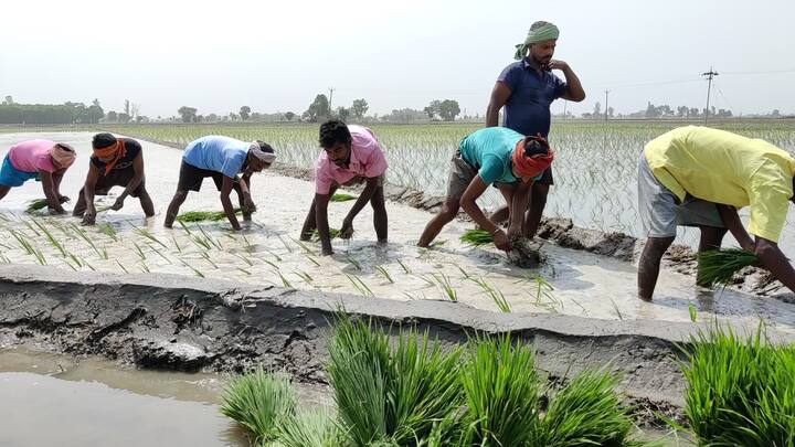 ਯੂਪੀ-ਬਿਹਾਰ ਵਿੱਚ ਮਜਦੂਰੀ ਦਾ ਰੇਟ ਘੱਟ ਹੈ ਤੇ ਫਸਲ ਦੇ ਹਾਲਾਤ ਬੁਰੇ ਹਨ।
